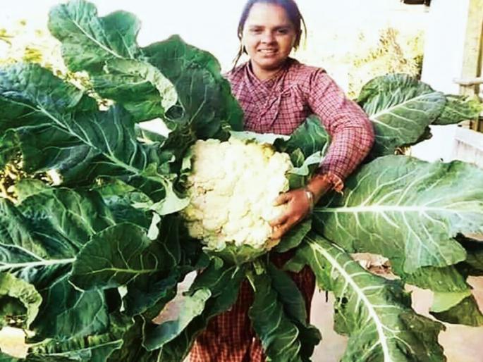 First state of the country: Sikkim no longer only organic vegetables, fruits | देशातील पहिले राज्य : सिक्कीममध्ये यापुढे केवळ सेंद्रिय भाज्या, फळे  First state of the country: Sikkim no longer only organic vegetables, fruits | देशातील पहिले राज्य : सिक्कीममध्ये यापुढे केवळ सेंद्रिय भाज्या, फळे