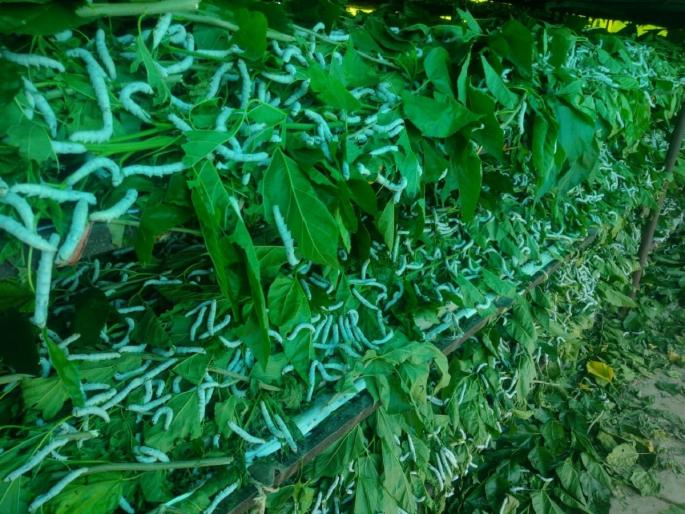 sericulture on 456 acres in Latur district; Market in Latur for fund sale! | लातूर जिल्ह्यात ४५६ एकरवर रेशीम शेती; कोष विक्रीसाठी लातुरातच बाजारपेठ ! sericulture on 456 acres in Latur district; Market in Latur for fund sale! | लातूर जिल्ह्यात ४५६ एकरवर रेशीम शेती; कोष विक्रीसाठी लातुरातच बाजारपेठ !