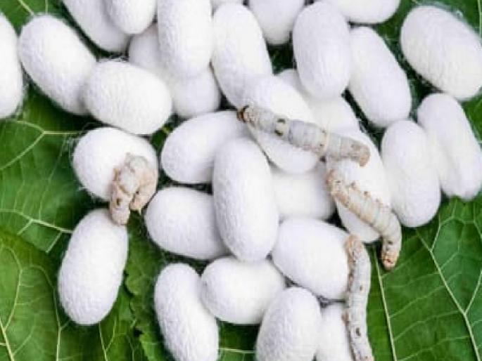 Cultivate sericulture and get a subsidy of four lakhs; Mulberry plantation on 761 acres in Chhatrapati Sambhajinagar district | रेशीम शेती करा अन् अनुदानही मिळवा; छत्रपती संभाजीनगर जिल्ह्यात ७६१ एकरवर तुती लागवड  Cultivate sericulture and get a subsidy of four lakhs; Mulberry plantation on 761 acres in Chhatrapati Sambhajinagar district | रेशीम शेती करा अन् अनुदानही मिळवा; छत्रपती संभाजीनगर जिल्ह्यात ७६१ एकरवर तुती लागवड