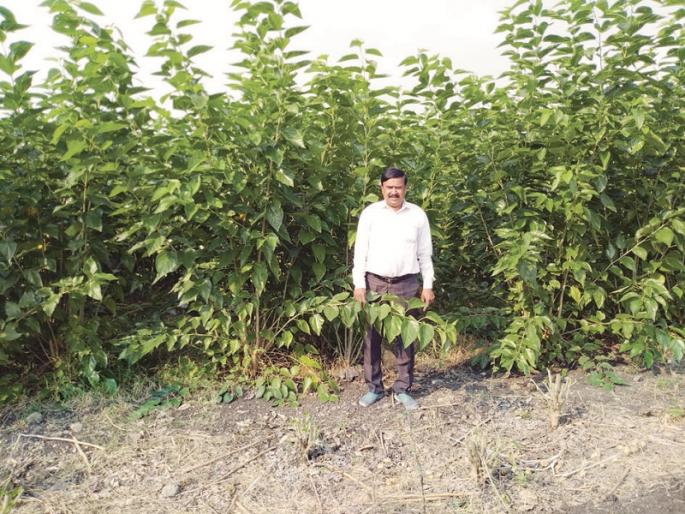 Lakhpatis made of silk farming | रेशीम शेतीने बनविले लखपती
