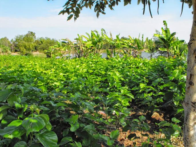 Maharisham Abhiyan; training for Tuti planting | महारेशीम अभियान; तुती लागवड प्रशिक्षणासाठी लगबग  Maharisham Abhiyan; training for Tuti planting | महारेशीम अभियान; तुती लागवड प्रशिक्षणासाठी लगबग