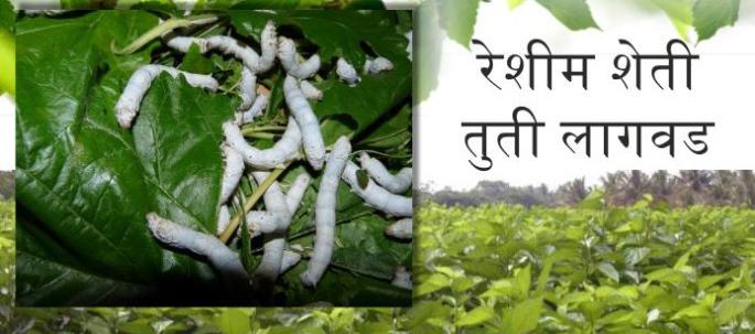 Farmers of Washim district tend to resemble farming tomorrow | वाशिम जिल्ह्यातील शेतकऱ्यांचा रेशिम शेतीकडे कल