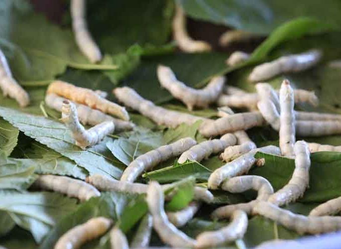 Silk farming is also hit by nature irregularities! | रेशीम शेतीलाही निसर्गाच्या अनियमिततेचा फटका