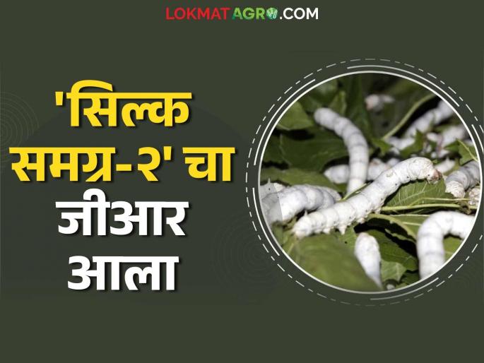 Government approval to distribute subsidy for Silk Samagra-2 scheme; Read in detail | सिल्क समग्र-२ योजनेचे अनुदान वितरीत करण्यासाठी शासनाची मंजुरी; वाचा सविस्तर निर्णय Government approval to distribute subsidy for Silk Samagra-2 scheme; Read in detail | सिल्क समग्र-२ योजनेचे अनुदान वितरीत करण्यासाठी शासनाची मंजुरी; वाचा सविस्तर निर्णय