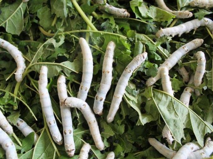 Silk development by Nanaji deshmukh scheme | ‘पोकरा’साधणार ‘रेशीम’ विकास ! Silk development by Nanaji deshmukh scheme | ‘पोकरा’साधणार ‘रेशीम’ विकास !