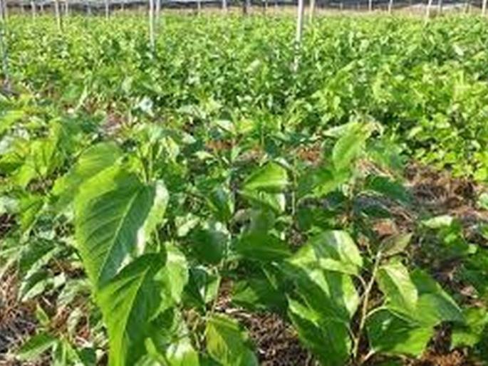 Silk farming will promote agriculture! | रेशीम शेतीला प्रोत्साहन देणार ! Silk farming will promote agriculture! | रेशीम शेतीला प्रोत्साहन देणार !