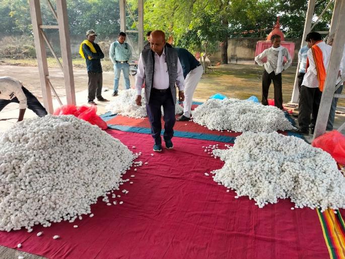 Vidarbha's first silk market opens at Badnera Amravati; A turnover of five lakhs at the beginning | विदर्भात पहिला रेशीम बाजार बडनेऱ्यात सुरू; शुभारंभाला पाच लाखांची उलाढाल Vidarbha's first silk market opens at Badnera Amravati; A turnover of five lakhs at the beginning | विदर्भात पहिला रेशीम बाजार बडनेऱ्यात सुरू; शुभारंभाला पाच लाखांची उलाढाल