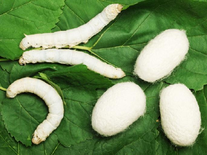 My Agriculture Plans: Maharisham Janajagruti Abhiyan | माझी कृषी योजना : महारेशीम जनजागृती अभियान My Agriculture Plans: Maharisham Janajagruti Abhiyan | माझी कृषी योजना : महारेशीम जनजागृती अभियान