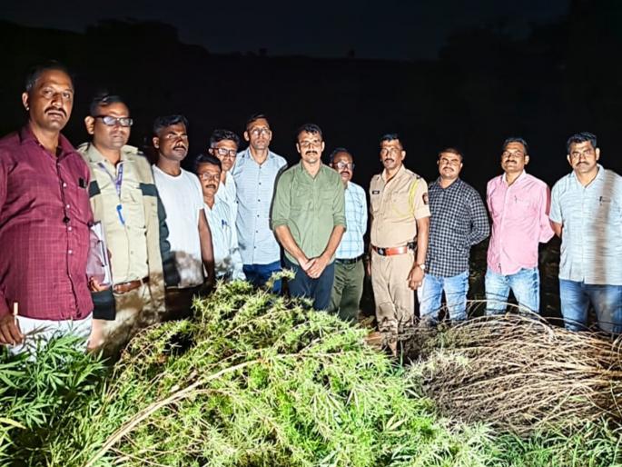 Secret cultivation of marijuana in a field in Palashi Shivara; Sillod police take major action, accused absconding | पळशीतील शेतात गुपचूप गांजाची लागवड; सिल्लोड पोलिसांची मोठी कारवाई, आरोपी फरार Secret cultivation of marijuana in a field in Palashi Shivara; Sillod police take major action, accused absconding | पळशीतील शेतात गुपचूप गांजाची लागवड; सिल्लोड पोलिसांची मोठी कारवाई, आरोपी फरार