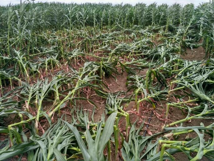 Due to the storm surge in Sylod taluka | सिल्लोड तालुक्यात वादळी वाऱ्यामुळे पिकांचे अतोनात नुकसान Due to the storm surge in Sylod taluka | सिल्लोड तालुक्यात वादळी वाऱ्यामुळे पिकांचे अतोनात नुकसान