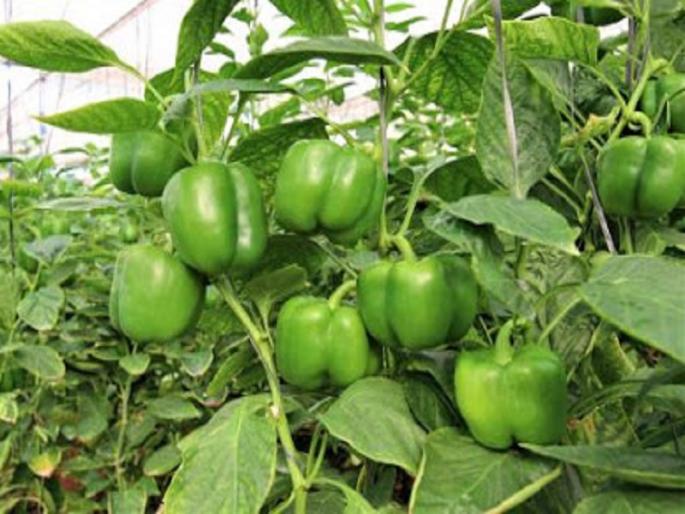 Great! One and a half lakh income in 15 days from Simla chilli in 40 guntas | जबरदस्त ! ४० गुंठ्यात सिमला मिरचीतून १५ दिवसांत दीड लाख उत्पन्न Great! One and a half lakh income in 15 days from Simla chilli in 40 guntas | जबरदस्त ! ४० गुंठ्यात सिमला मिरचीतून १५ दिवसांत दीड लाख उत्पन्न