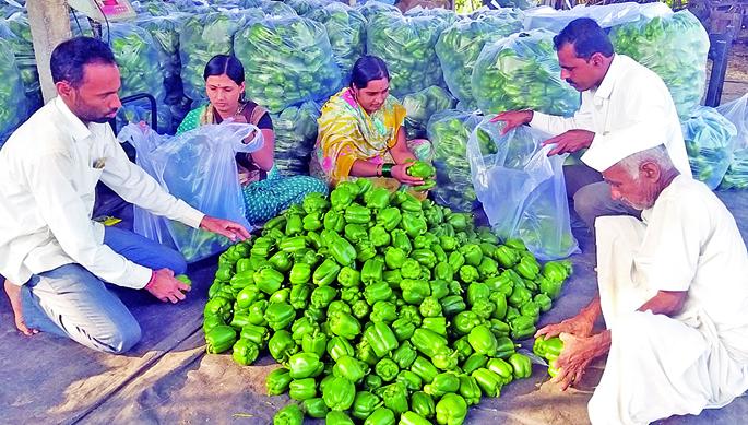 Simla chilli yields about one million in six months | सिमला मिरचीतून सहा महिन्यांत तब्बल दहा लाखांचे उत्पन्न  