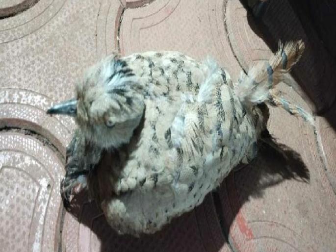 Hauchara Maldhok bird found in Munge village of Sindhudurga | सिंधुदुर्गातील मुणगे गावात आढळला 'हाऊचरा माळढोक' पक्षी, वनविभागाने घेतला ताब्यात Hauchara Maldhok bird found in Munge village of Sindhudurga | सिंधुदुर्गातील मुणगे गावात आढळला 'हाऊचरा माळढोक' पक्षी, वनविभागाने घेतला ताब्यात