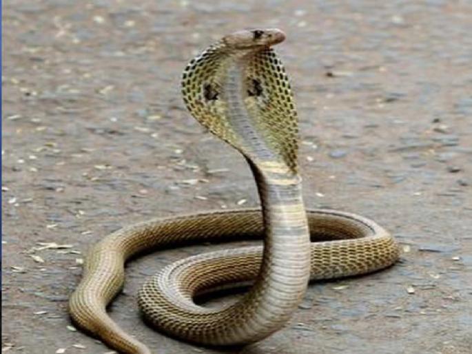 While picking flowers for Nagpanchami puja snake bite, youth serious; Incident at Madkhol | नागपंचमीच्या पूजेसाठी फुले काढतानाच नागाने केला दंश, युवक गंभीर; माडखोल येथील घटना While picking flowers for Nagpanchami puja snake bite, youth serious; Incident at Madkhol | नागपंचमीच्या पूजेसाठी फुले काढतानाच नागाने केला दंश, युवक गंभीर; माडखोल येथील घटना