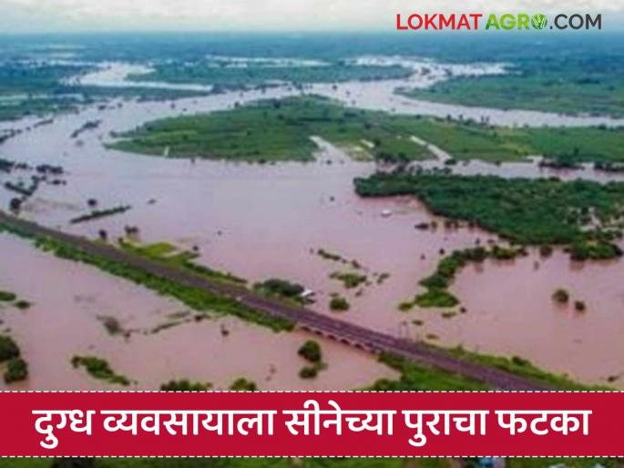 Even though the flood recedes, the stream still has water; The dairy industry is also being hit hard by the flooding of the Sina River | पूर ओसरला तरी ओढ्याला पाणी; सीना नदीचा पुराचा दुग्ध व्यवसायाला अध्यापही बसतोय फटका