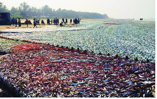 70 tons of fish net on the dandy and paddy fields | दांडी-वायरी किनार्यावर ७० टन मासळी जाळ्यात 70 tons of fish net on the dandy and paddy fields | दांडी-वायरी किनार्यावर ७० टन मासळी जाळ्यात