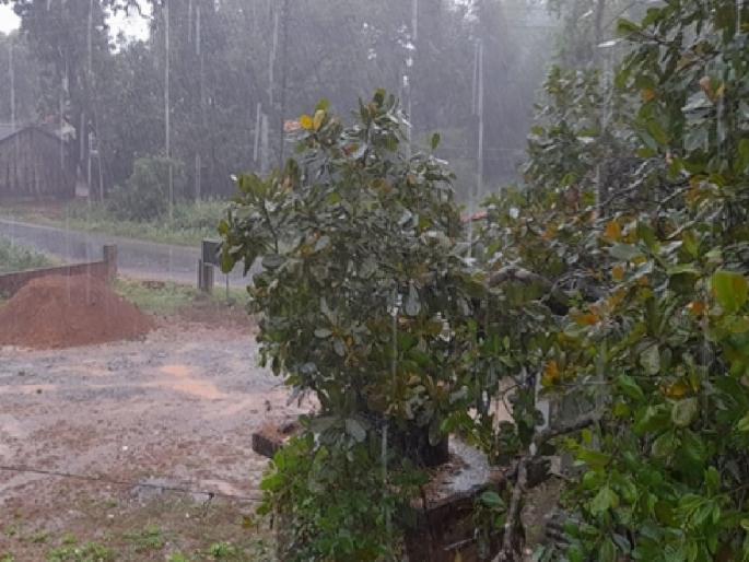 Unseasonal rain in Sindhudurg, mango, cashew crops affected | सिंधुदुर्गला अवकाळी पावसाने झोडपले, आंबा, काजू पिकांना फटका Unseasonal rain in Sindhudurg, mango, cashew crops affected | सिंधुदुर्गला अवकाळी पावसाने झोडपले, आंबा, काजू पिकांना फटका