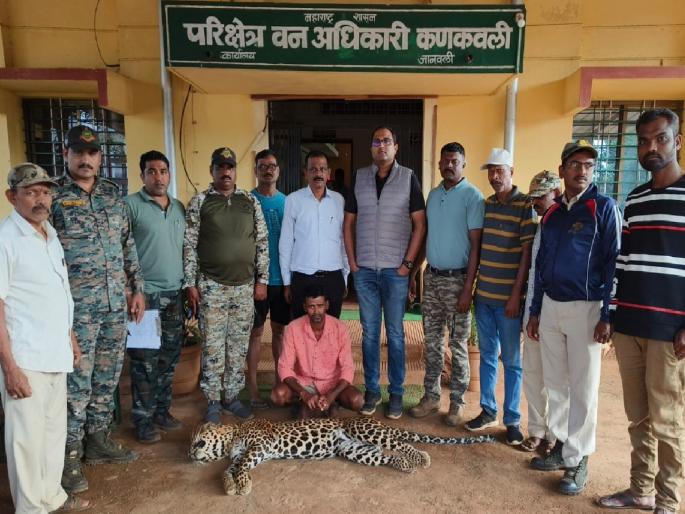 Killing a leopard by hanging; One arrested from Saliste Sindhudurg | Sindhudurg: फासकी लावून बिबट्याची हत्या; साळिस्ते येथील एकाला अटक, वनविभागाची कारवाई Killing a leopard by hanging; One arrested from Saliste Sindhudurg | Sindhudurg: फासकी लावून बिबट्याची हत्या; साळिस्ते येथील एकाला अटक, वनविभागाची कारवाई