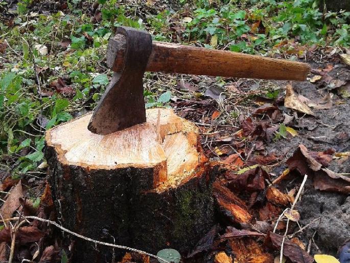 Ban on tree felling in 13 villages of Sindhudurg district, task force for environmental balance | सिंधुदुर्ग जिल्ह्यातील १३ गावांमध्ये वृक्षतोडीस बंदी, पर्यावरण संतुलनासाठी टास्क फोर्स 