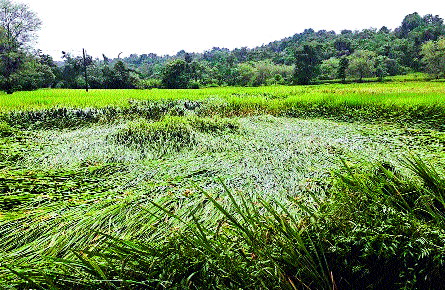 Hurricane Tigers in Vaibhavwadi taluka; Loss of millions | वैभववाडी तालुक्यात चक्रीवादळाने दाणादाण; लाखोंचे नुकसान