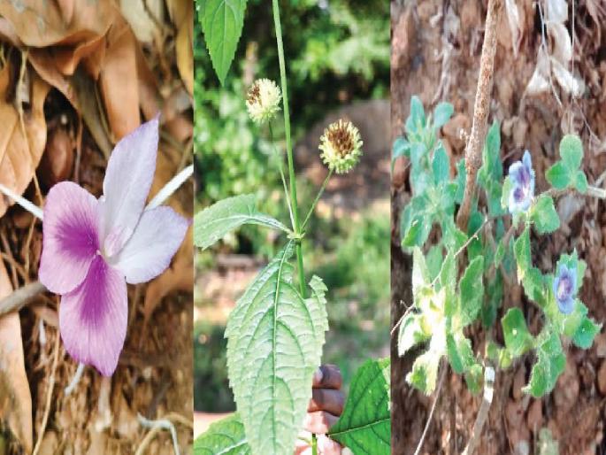Three rare plants found in Sindhudurg after 25 years, this species recorded for the first time in Maharashtra | सिंधुदुर्गमध्ये २५ वर्षांनी आढळल्या तीन दुर्मीळ वनस्पती, महाराष्ट्रात या प्रजातीची प्रथमच नोंद Three rare plants found in Sindhudurg after 25 years, this species recorded for the first time in Maharashtra | सिंधुदुर्गमध्ये २५ वर्षांनी आढळल्या तीन दुर्मीळ वनस्पती, महाराष्ट्रात या प्रजातीची प्रथमच नोंद