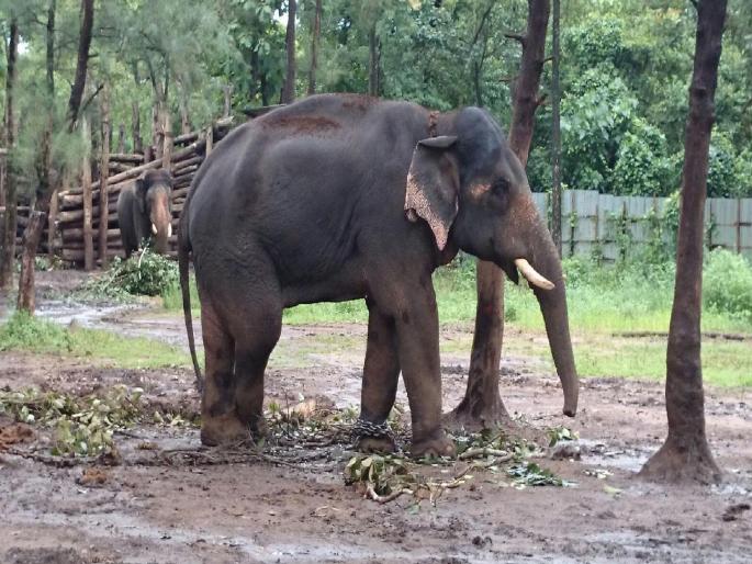 Once again elephant removal campaign in Sindhudurg district Inclusion of senior officials including Conservator of Forests | सिंधुदुर्ग जिल्ह्यात पुन्हा एकदा हत्ती हटाव मोहीम; उपवनसंरक्षकासह वरिष्ठ अधिकाऱ्यांचा समावेश 