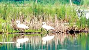 Sindhudurg Submarine Brief Documentary Committee Invasive | सिंधुदुर्ग पाणथळ ब्रीफ डॉक्युमेंटरी समिती आक्रमक Sindhudurg Submarine Brief Documentary Committee Invasive | सिंधुदुर्ग पाणथळ ब्रीफ डॉक्युमेंटरी समिती आक्रमक