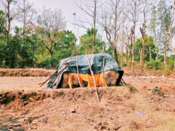 Sindhudurg: Farmers suffer due to heavy rains in the Sahyadri belt, power outage due to branches falling on electric wires | सह्याद्री पट्ट्यात वळीव पावसाने शेतकऱ्यांची दैना, विजेच्या तारांवर फांद्या पडल्याने वीज गायब Sindhudurg: Farmers suffer due to heavy rains in the Sahyadri belt, power outage due to branches falling on electric wires | सह्याद्री पट्ट्यात वळीव पावसाने शेतकऱ्यांची दैना, विजेच्या तारांवर फांद्या पडल्याने वीज गायब