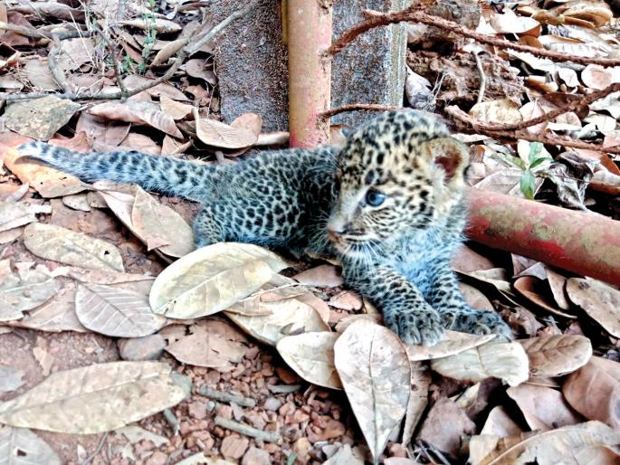 Sindhudurg: Disguised dumb puppy's departure from mother | सिंधुदुर्ग : आईपासून दुरावलेल्या  बिबट्याच्या पिल्लाची रवानगी कात्रजच्या प्राणी अनाथालयात Sindhudurg: Disguised dumb puppy's departure from mother | सिंधुदुर्ग : आईपासून दुरावलेल्या  बिबट्याच्या पिल्लाची रवानगी कात्रजच्या प्राणी अनाथालयात