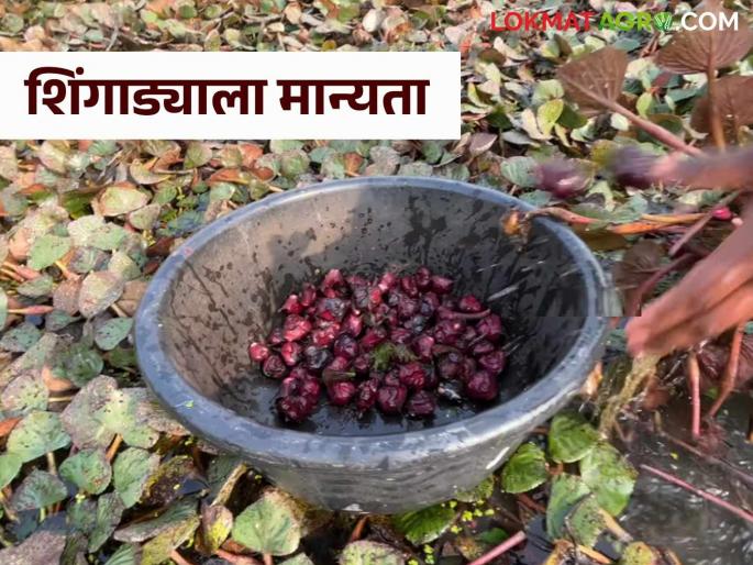 Singada Crop : Singada crop recognized as an agricultural crop in the fruits and vegetables category | Singada Crop : शिंगाडा पिकास फळे व भाजीपाला संवर्गातील कृषि पीक म्हणून मान्यता Singada Crop : Singada crop recognized as an agricultural crop in the fruits and vegetables category | Singada Crop : शिंगाडा पिकास फळे व भाजीपाला संवर्गातील कृषि पीक म्हणून मान्यता