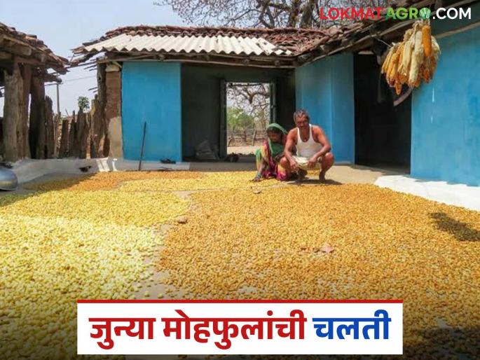 Latest News Mahua market This year production of Mohaphul has decreased, old mahua price hike | Mahua Market : यंदाही मोहफुल उत्पादन घटले, मात्र जुन्या मोहफुलांना सोन्याचा भाव Latest News Mahua market This year production of Mohaphul has decreased, old mahua price hike | Mahua Market : यंदाही मोहफुल उत्पादन घटले, मात्र जुन्या मोहफुलांना सोन्याचा भाव