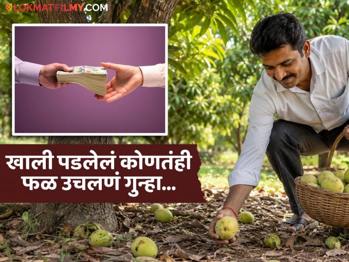 Singapore strict laws about picking any fruits or mango from public tree | 'इथे' झाडाखाली पडलेला आंबा उचलल्यास भरावा लागेल ४ लाख रूपये दंड, जाणून घ्या काय आहे कारण... Singapore strict laws about picking any fruits or mango from public tree | 'इथे' झाडाखाली पडलेला आंबा उचलल्यास भरावा लागेल ४ लाख रूपये दंड, जाणून घ्या काय आहे कारण...