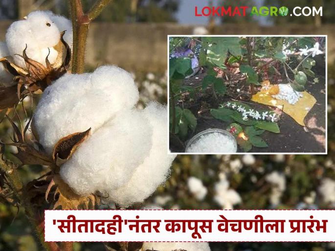 latest news Cotton Harvesting: Rains test; Cotton harvesting begins after 'Sita Dahi' | Cotton Harvesting : पावसाने घेतली कसोटी; 'सीतादही'नंतर कपाशी वेचणीला सुरुवात