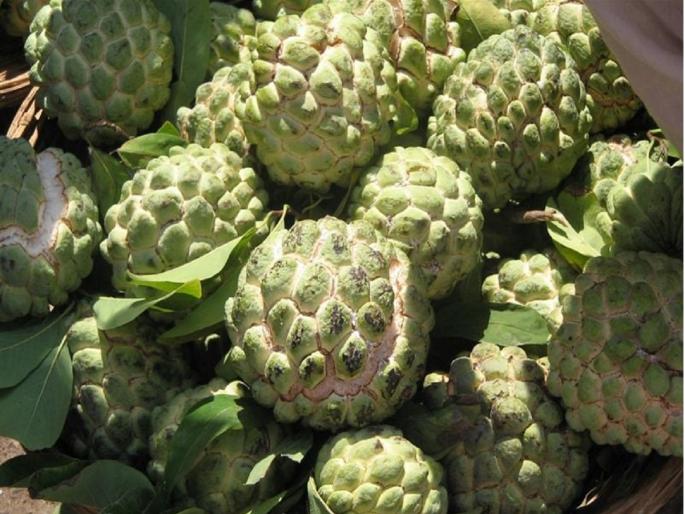 It is better to eat sitafal than apples, but if you have this problem, avoid eating too much | सफरचंदापेक्षा सीताफळ खातेय भाव, पण 'हा' त्रास असेल तर जास्त खाणे टाळा It is better to eat sitafal than apples, but if you have this problem, avoid eating too much | सफरचंदापेक्षा सीताफळ खातेय भाव, पण 'हा' त्रास असेल तर जास्त खाणे टाळा