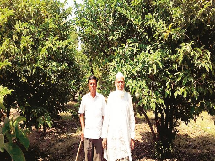 Organic Sitafal Gardening increases family status | सेंद्रिय सीताफळाच्या बागेने फुलविला संसार Organic Sitafal Gardening increases family status | सेंद्रिय सीताफळाच्या बागेने फुलविला संसार