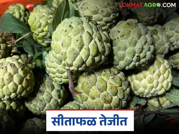 Sitafal Bajar Bhav : Sitaphal fetches highest price in Pune market; How did the price get there? | Sitafal Bajar Bhav : पुणे बाजारात सीताफळाला मिळाला उच्चांकी भाव; कसा मिळाला दर? Sitafal Bajar Bhav : Sitaphal fetches highest price in Pune market; How did the price get there? | Sitafal Bajar Bhav : पुणे बाजारात सीताफळाला मिळाला उच्चांकी भाव; कसा मिळाला दर?