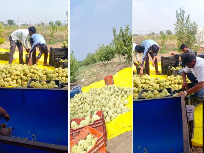 Experimental farming has a double benefit; Income of lakhs from sitafal garden, while intercropping is a bonus | प्रयोगशील शेतीने दुहेरी फायदा; सीताफळ बागेतून लाखोंचे उत्पन्न, तर आंतरपिक ठरले बोनस Experimental farming has a double benefit; Income of lakhs from sitafal garden, while intercropping is a bonus | प्रयोगशील शेतीने दुहेरी फायदा; सीताफळ बागेतून लाखोंचे उत्पन्न, तर आंतरपिक ठरले बोनस