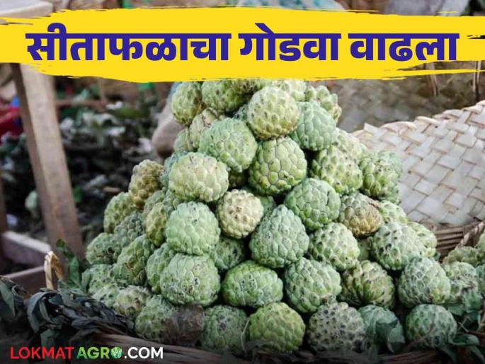 Sitaphal Market : Green Sitaphal arrivals in the market | Sitaphal Market : हिरवेगार सीताफळ फळप्रेमींना घालतेय भुरळ; बाजारात वाढली विक्री
