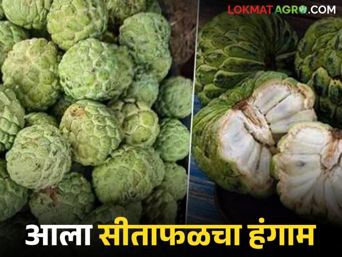 latest news Melghat Sitafal Season: Healthy sweetness: Melghat Sitafal is in demand across the state | Melghat Sitafal Season : आरोग्यदायी गोडवा : मेळघाटी सीताफळाची राज्यभर मागणी वाचा सविस्तर