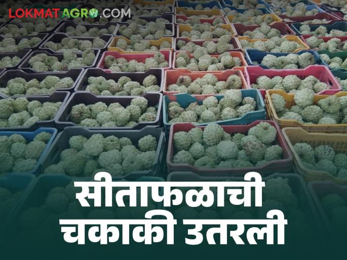 Sitafal Bajar Bhav : How is the price of Sitafal in Purandar taluka which is famous all over the country | Sitafal Bajar Bhav : देशभरात प्रसिद्ध असलेल्या पुरंदर तालुक्यातील सीताफळाला कसा मिळतोय दर Sitafal Bajar Bhav : How is the price of Sitafal in Purandar taluka which is famous all over the country | Sitafal Bajar Bhav : देशभरात प्रसिद्ध असलेल्या पुरंदर तालुक्यातील सीताफळाला कसा मिळतोय दर
