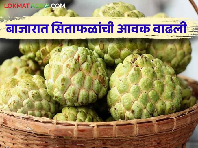 Sitafal Market: Incessant rains hit the orchards and Sitafal prices softened due to increase in market arrivals | Sitafal Market : सततच्या पावसाचा बागांना फटका तर बाजारात आवक वाढल्याने सीताफळ दरात नरमाई Sitafal Market: Incessant rains hit the orchards and Sitafal prices softened due to increase in market arrivals | Sitafal Market : सततच्या पावसाचा बागांना फटका तर बाजारात आवक वाढल्याने सीताफळ दरात नरमाई