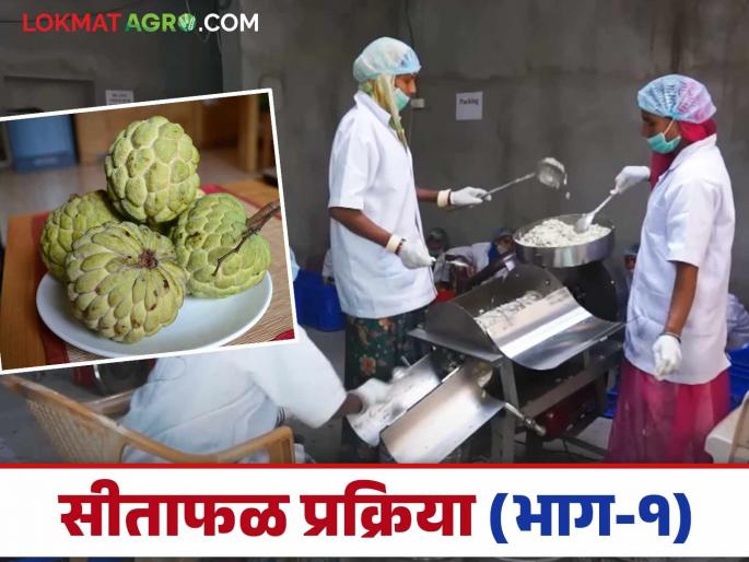 Sitafal Pulp : How is pulp made from Sitafal? Let's know the detailed process | Sitafal Pulp : सीताफळापासून कसा तयार केला जातो पल्प? जाणून घेऊया सविस्तर प्रक्रिया 