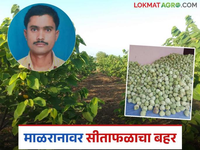 Young farmer Ravi Patil from Jat taluka revolutionized custard apple farming by producing 17 tons per acre | जत तालुक्यातील शेतकरी रवी पाटलांनी एकरी १७ टनांचे उत्पादन घेत सीताफळ शेतीत केली क्रांती