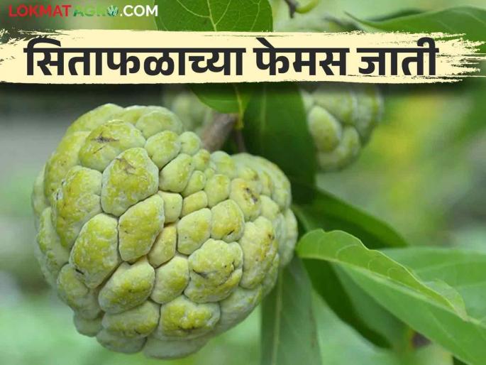 What are the top three highest yielding varieties of Custard Apple? | सिताफळाच्या अधिक उत्पादन देणाऱ्या टॉप तीन जाती कोणत्या?