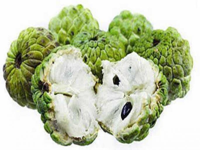 Success in removing seawater seeds in the respiratory tract | श्वसननलिकेत अडकलेली सीताफळाची बी काढण्यात यश Success in removing seawater seeds in the respiratory tract | श्वसननलिकेत अडकलेली सीताफळाची बी काढण्यात यश