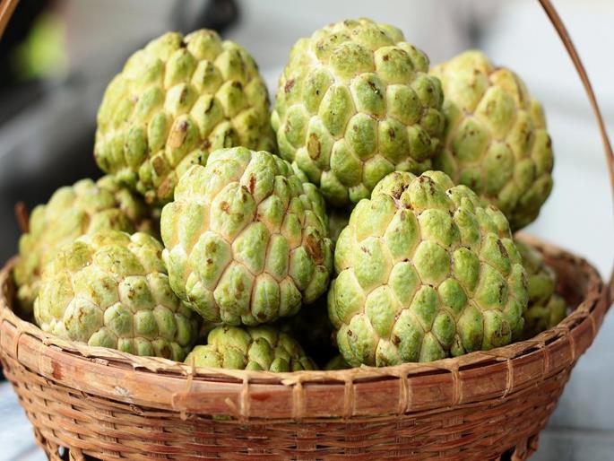 Custard apple sharifal is beneficial in making the fetal brain and immune system effective in pregnancy | पोषक तत्वांचा खजिना आहे सीताफळ; डोळे, हृदय यांचं आरोग्य राखण्यास करतं मदत