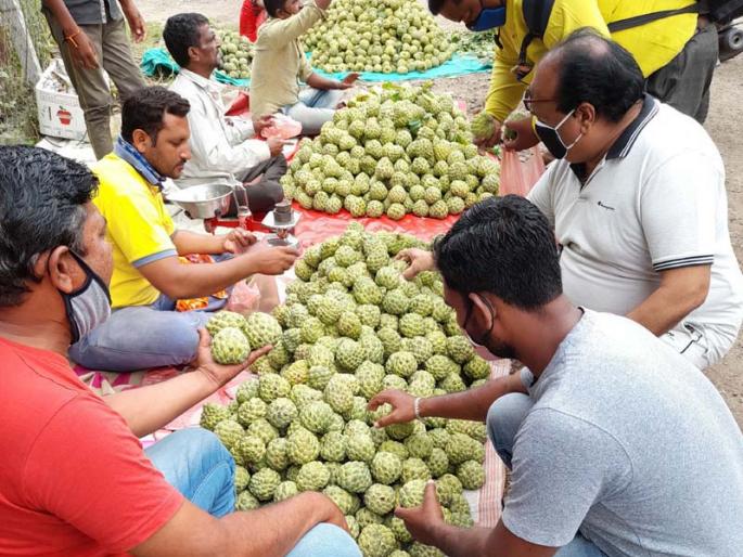 Sweeten the custard apple from Sangola, Vairag, Barshi to the people of Solapur | सांगोला, वैराग, बार्शी येथील सीताफळांचा सोलापूरकरांना गोडवा