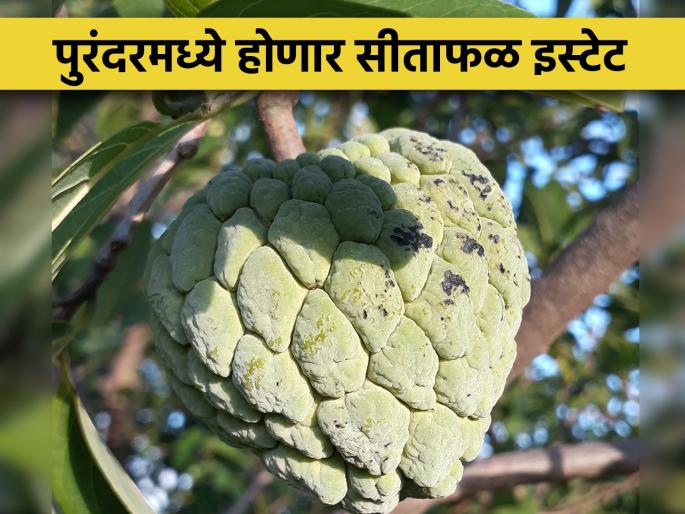 custard apple farmers will now get their own brand | सिताफळ उत्पादक शेतकऱ्यांना मिळणार आता स्वतःचा ब्रँड custard apple farmers will now get their own brand | सिताफळ उत्पादक शेतकऱ्यांना मिळणार आता स्वतःचा ब्रँड