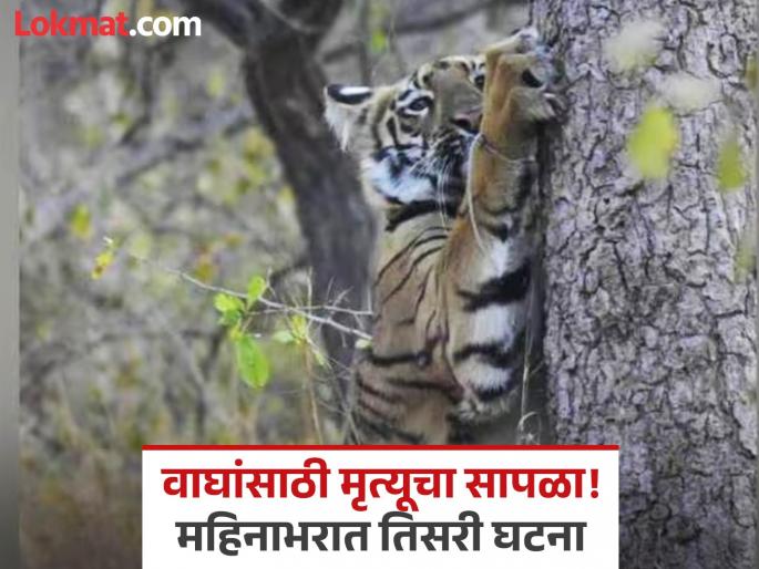 Poachers' noose gets stuck in Sitara tigress's leg; Incident in Tipeshwar Sanctuary | दीड वर्षाच्या सितारा वाघिणीचा पाय अडकला शिकाऱ्यांचा फासात; टिपेश्वर अभयारण्यातील घटना Poachers' noose gets stuck in Sitara tigress's leg; Incident in Tipeshwar Sanctuary | दीड वर्षाच्या सितारा वाघिणीचा पाय अडकला शिकाऱ्यांचा फासात; टिपेश्वर अभयारण्यातील घटना