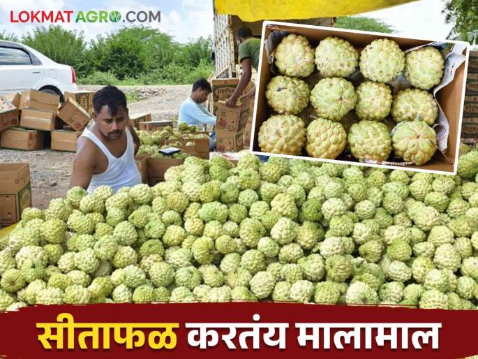 Custard apple Option to Sugarcane Crop get good income farmer Dattatray | परवडत नसलेल्या उसाला दिला दुसरा पर्याय.. सीताफळ उत्पादनाने शेतकरी दत्तात्रय मालामाल Custard apple Option to Sugarcane Crop get good income farmer Dattatray | परवडत नसलेल्या उसाला दिला दुसरा पर्याय.. सीताफळ उत्पादनाने शेतकरी दत्तात्रय मालामाल